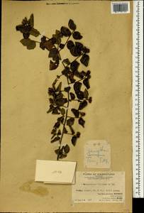 Loropetalum chinense (R. Br.) Oliv., Зарубежная Азия (ASIA) (КНР)