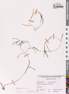 Рдест Фриза, Рдест Фриса Rupr., Сибирь, Чукотка и Камчатка (S7) (Россия)