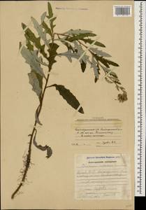 Бодяк полевой, Розовый осот (L.) Scop., Кавказ, Азербайджан (K6) (Азербайджан)