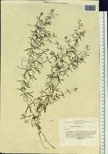 Подмаренник настоящий L., Сибирь, Алтай и Саяны (S2) (Россия)