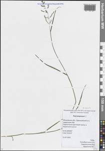 Мятлик обыкновенный L., Восточная Европа, Московская область и Москва (E4a) (Россия)