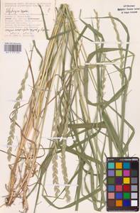 Пырейник ползучий (L.) Gould, Восточная Европа, Ростовская область (E12a) (Россия)