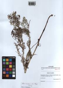 Adonis vernalis × villosa, Сибирь, Алтай и Саяны (S2) (Россия)