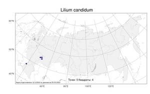 Lilium candidum, Лилия белоснежная L., Атлас флоры России (FLORUS) (Россия)