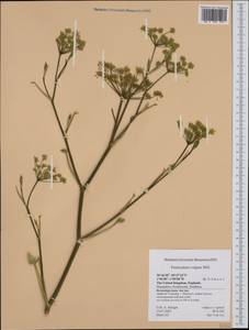 Anethum foeniculum L., Западная Европа (EUR) (Великобритания)
