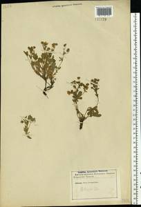 Potentilla ×subarenaria Borbás ex Zimmeter, Восточная Европа, Северо-Западный район (E2) (Россия)