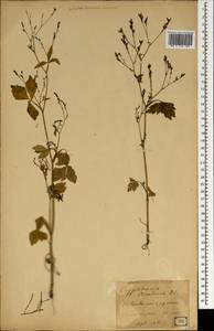 Cryptotaenia canadensis (L.) DC., Зарубежная Азия (ASIA) (Япония)