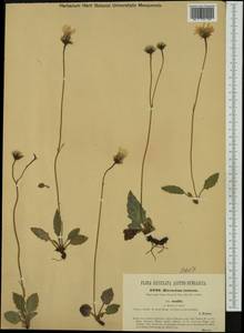 Hieracium pallescens subsp. incisum (Hoppe) Greuter, Западная Европа (EUR) (Австрия)