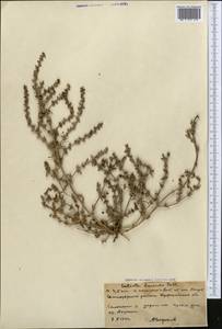 Pyankovia brachiata (Pall.) Akhani & Roalson, Средняя Азия и Казахстан, Северный и Центральный Казахстан (M10) (Казахстан)