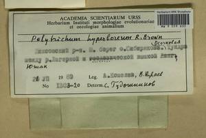 Polytrichum hyperboreum R. Br., Гербарий мохообразных, Мхи - Красноярский край, Тыва и Хакасия (B17) (Россия)