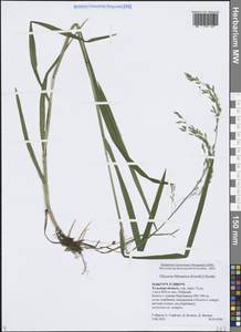 Манник литовский (Gorski) Gorski, Восточная Европа, Центральный район (E4) (Россия)