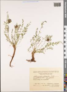 Астрагал пузырчатый L., Восточная Европа, Нижневолжский район (E9) (Россия)