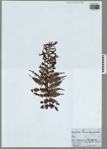 Athyrium filix-femina subsp. filix-femina, Восточная Европа, Центральный район (E4) (Россия)