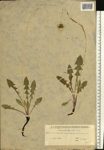 Одуванчик лекарственный Weber ex F.H.Wigg., Восточная Европа, Нижневолжский район (E9) (Россия)