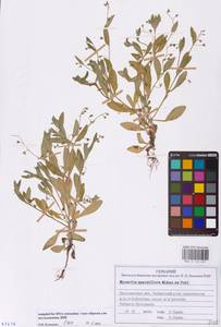 Незабудка редкоцветковая J.C.Mikan ex Pohl, Восточная Европа, Центральный лесной район (E5) (Россия)