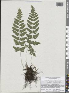 Щитовник гребенчатый (L.) A.Gray, Восточная Европа, Центральный лесостепной район (E6) (Россия)