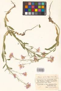 Клаусия солнцепечная (Stephan ex Willd.) Korn.-Trotzky, Восточная Европа, Восточный район (E10) (Россия)