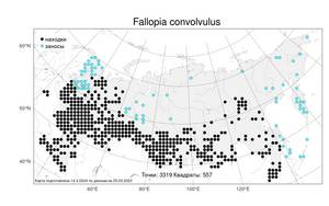 Fallopia convolvulus, Гречишка вьюнковая (L.) Á. Löve, Атлас флоры России (FLORUS) (Россия)