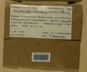 Abietinella abietina (Hedw.) M. Fleisch., Гербарий мохообразных, Мхи - Северный Кавказ и Предкавказье (B12) (Россия)