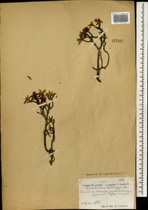 Рододендрон Адамса Rehder, Монголия (MONG) (Монголия)