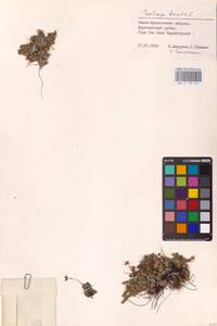 Камнеломка моховидная L., Восточная Европа, Западно-Украинский район (E13) (Украина)