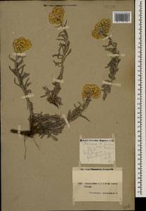Helichrysum plinthocalyx (K. Koch) Sosn., Кавказ, Армения (K5) (Армения)