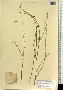 Crotalaria aculeata De Wild., Зарубежная Азия (ASIA) (Израиль)