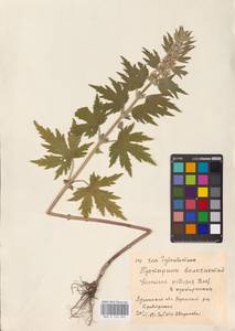 MHA 0 154 694, Пустырник пятилопастный Gilib., Восточная Европа, Северо-Украинский район (E11) (Украина)