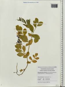 Чина японская Willd., Восточная Европа, Северный район (E1) (Россия)