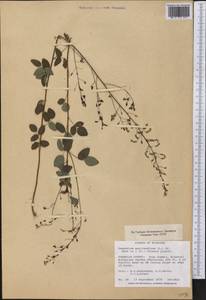 Desmodium marilandicum Darl., Америка (AMER) (США)