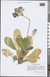 Primula × polyantha Mill., Восточная Европа, Центральный лесной район (E5) (Россия)