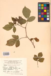 Ежевика щетинистая Waldst. & Kit., Восточная Европа, Западно-Украинский район (E13) (Украина)