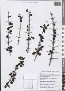 Catunaregam spinosa (Thunb.) Tirveng., Зарубежная Азия (ASIA) (Вьетнам)