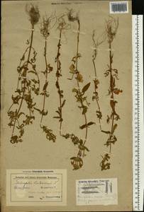 Пикульник ладанниковый L., Восточная Европа, Белоруссия (E3a) (Белоруссия)