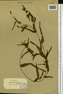 Potamogeton × nitens Weber, Восточная Европа, Северо-Западный район (E2) (Россия)