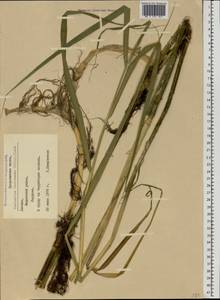 Тростянка овсяницевидная (Willd.) Link, Восточная Европа, Латвия (E2b) (Латвия)
