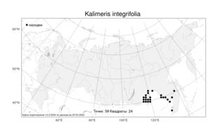 Kalimeris integrifolia, Калимерис цельнолистный Turcz. ex DC., Атлас флоры России (FLORUS) (Россия)
