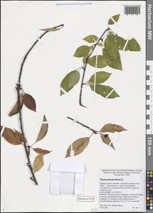 Черемуха пенсильванская L.fil., Восточная Европа, Северный район (E1) (Россия)