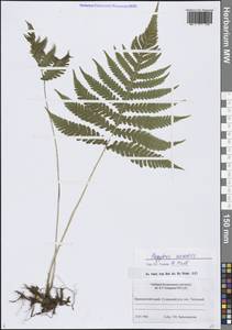 Фегоптерис связывающий, Буковник обыкновенный (Michx.) Watt, Сибирь, Дальний Восток (S6) (Россия)