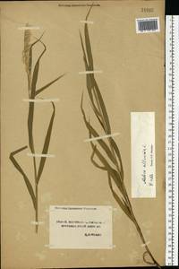 Перловник высокий L., Восточная Европа, Центральный лесостепной район (E6) (Россия)