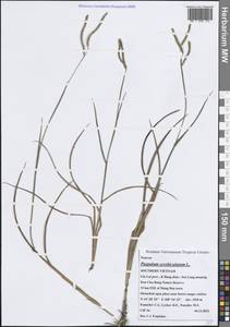 Paspalum scrobiculatum L., Зарубежная Азия (ASIA) (Вьетнам)