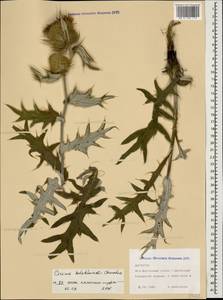 Cirsium daghestanicum Char., Кавказ, Дагестан (K2) (Россия)