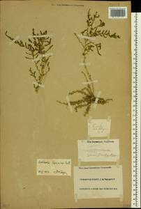 Nitrosalsola vermiculata (L.) Theodorova, Восточная Европа, Нижневолжский район (E9) (Россия)