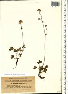 Astrantia major subsp. biebersteinii (Fisch. & C. A. Mey.) I. Grint., Кавказ, Грузия (K4) (Грузия)