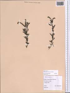 Heliotropium arbainense Fresen., Африка (AFR) (Египет)
