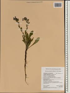 Echium humile subsp. humile, Зарубежная Азия (ASIA) (Кипр)
