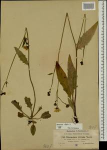 Hieracium lachenalii subsp. cruentifolium (Dahlst. & Lübeck ex Dahlst.) Zahn, Восточная Европа, Латвия (E2b) (Латвия)