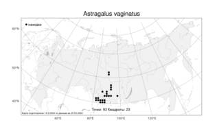 Astragalus vaginatus, Астрагал влагалищный Pall., Атлас флоры России (FLORUS) (Россия)