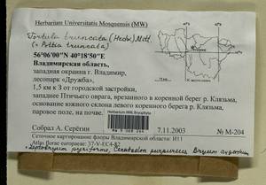 Leptobryum pyriforme (Hedw.) Wilson, Гербарий мохообразных, Мхи - Центральное Нечерноземье (B6) (Россия)