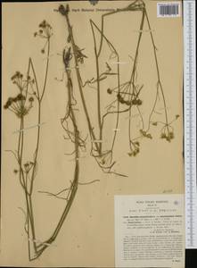 Oenanthe peucedanifolia Pollich, Западная Европа (EUR) (Италия)